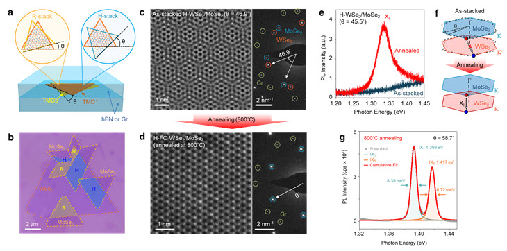 a- 봉지화된 뒤틀린 TMD 이중층의 적층 타입에 따른 구조 모식도b- 그래핀 봉지화된 뒤틀린 TMD 이중층의 광학 현미경 이미지c,d- 봉지화 열처리 전후의 뒤틀린 TMD 이중층의 투과 전자 현미경 및 전자 회절 이미지e,f- 봉지화 열처리 전후의 층간 엑시톤 광발광 스펙트럼 및 전자 밴드 구조 모식도g, 봉지화 열처리 후의 저온 광발광 스텍트럼
