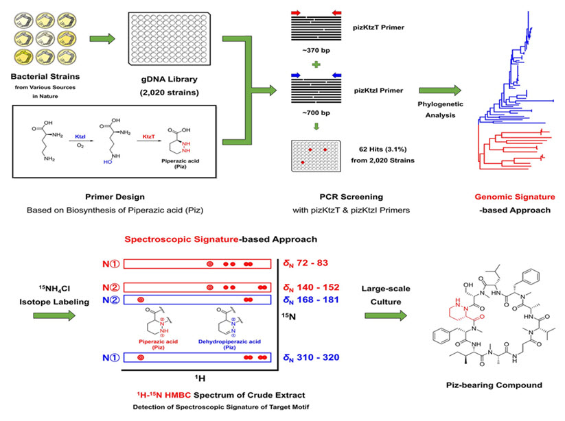 그림 1. 유전자적·분광학적 시그니쳐에 기반한 피페라진 산 함유 천연물의 발굴 과정