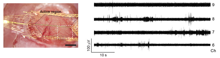 (그림 2) 거미줄 탐침을 이용한 생체내 실험 : 살아 있는 쥐의 뇌 표면에 부착된 거미줄 탐침 사진 (왼쪽)과 실제 실험에서 기록된 뇌신경 신호 (오른쪽).