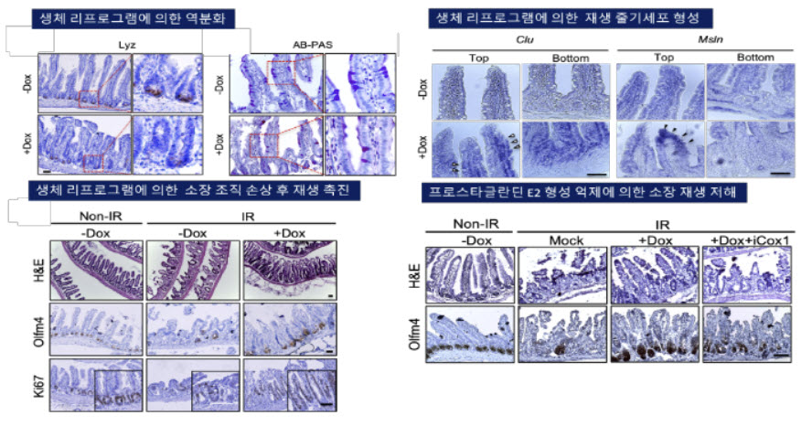 생체 리프로그래밍으로‘재생 줄기세포’ 생성과 소장 재생 기전 밝혀