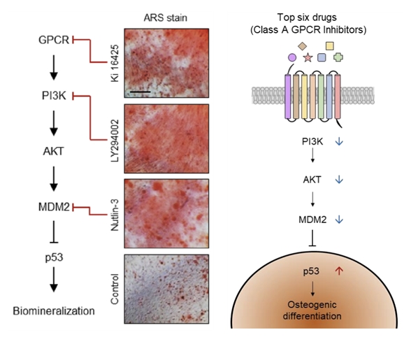 [그림 2: GPCR 활성조절과 관련된 기전 규명 (PI3K-AKT-MDM2 pathway)]