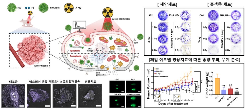 종양 치료를 위한 페로토시스 유도 나노입자와 X선 방사선 병용치료 시스템의 모식도 및 분석