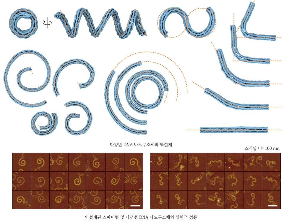 그림 3. 역설계 기술을 이용하여 자동으로 설계된 DNA 나노구조체의 실험 결과