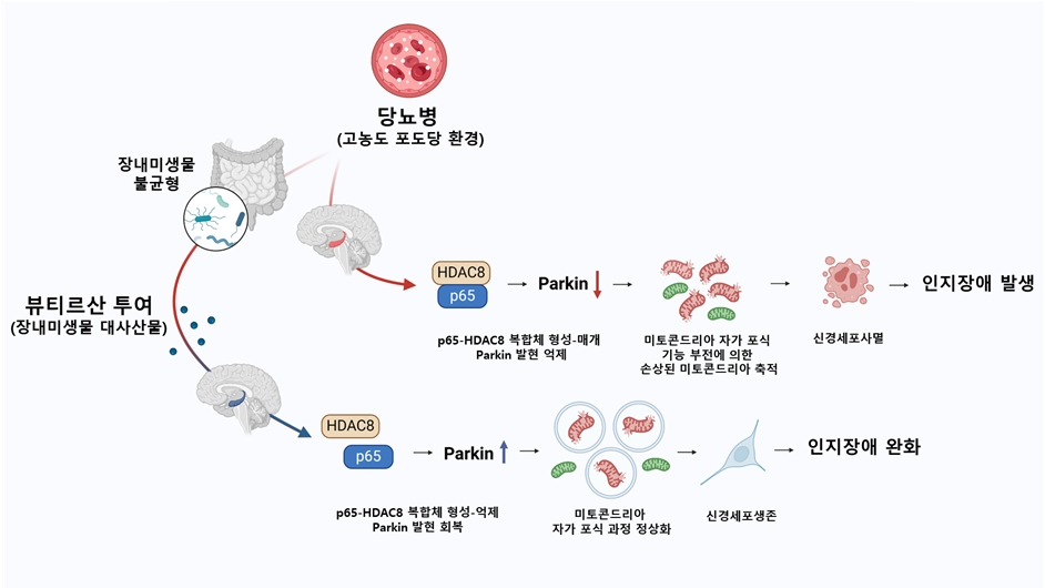 (그림 1) 뷰티르산에 의한 당뇨병성 인지장애 회복 기전