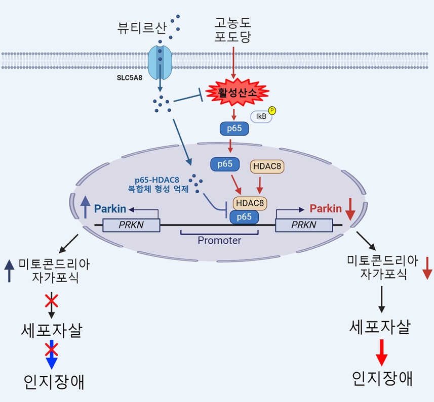 (그림 2) 뷰티르산에 의한 당뇨병성 미토콘드리아 자가포식 기능 부전 회복 기전