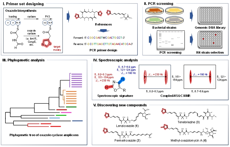 그림 1. Metabologenomics 방법을 활용한 옥사졸 포함 천연물의 발굴 과정