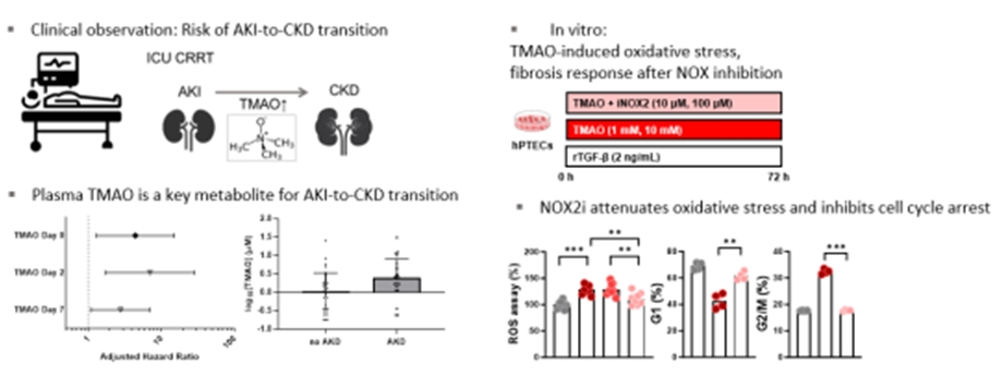 그림. 중환자실에서 지속성 신대체요법 치료를 시행받은 환자를 대상으로 혈장내 59개 대사체의 농도를 분석하고 환자의 3개월째 신기능 예후와의 관련성을 분석함. 3개월째 신장질환 예후의 악화와 TMAO 농도의 증가가 유의하게 관련성이 확인됨. 인체의 세뇨관세포를 일차배양한 후 TMAO를 처리하여 활성산소 (ROS, reactive oxygen species)가 유의하게 증가함. 이후 활성산소 생성인자 억제제 (NADPH oxidase 2 inhibitor, NOX2i)를 처리하였을 때 활성산소 생성이 유의하게 감소함을 확인함. 활성산소 생성인자 억제제는 TMAO에 의한 G2/M 세포주기 정지를 다시 활성화시키는 효과를 보여줌.