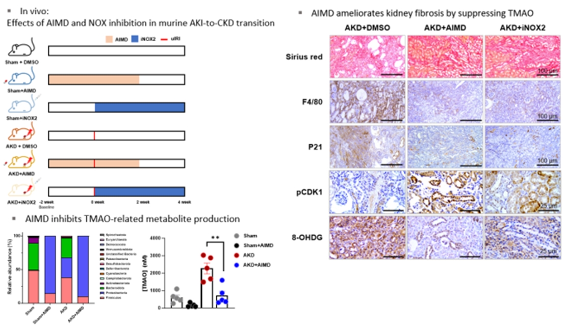 그림. 마우스 모델에서 일측 신장동맥결찰을 통한 허혈-재관류 손상을 통해 급성신손상-만성콩팥병 이행을 유도함. 질환모델에서 TMAO의 농도가 유의하게 증가함을 확인함. 항생제를 처리하여 장내 미생물의 유의한 변화를 유도하였으며 이를 통해 질환모델에서 TMAO의 증가를 효과적을 억제할 수 있었음. 항생제를 통한 장내 미생물의 조절은 신장조직에서의 섬유화, 염증반응, 세포사멸, 세포주기 정지, 산화성 손상을 모두 호전시켰으며, 이러한 효과는 활성산소 생성인자 억제제 (NADPH oxidase 2 inhibitor, NOX2i)를 사용하였을 때 장내 미생물의 변화나 TMAO 농도의 변화와 독립적으로 유도가 가능하였음.