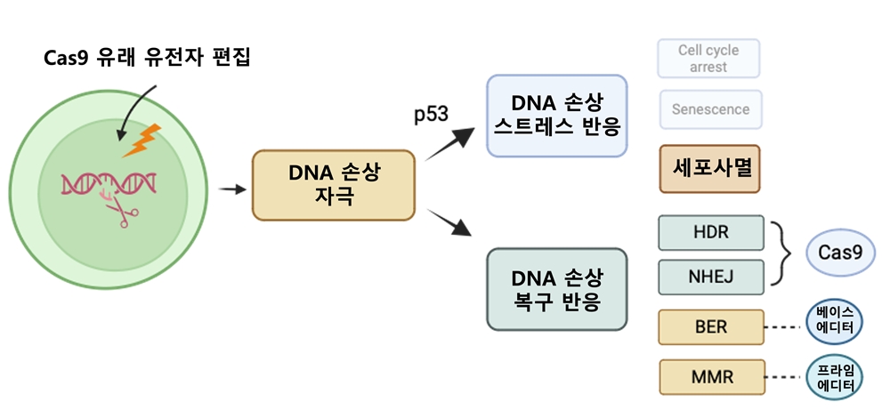 인간만능줄기세포 맞춤형 유전자편집 고도화 기술 개발