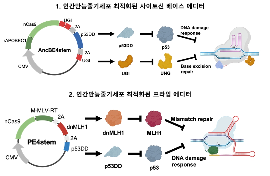 인간만능줄기세포 최적화된 사이토신 베이스 에디터