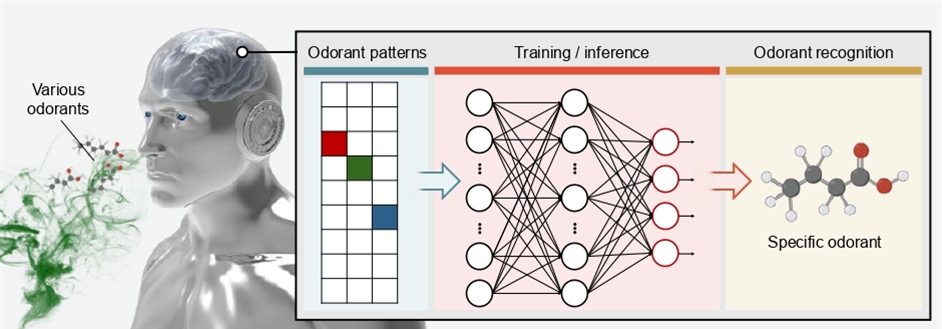 ▲ 그림 1. 패턴인지형 차세대 뉴로모픽 인공 후각 시스템 모식도. 해당 시스템은 냄새 물질을 감지하여 고유의 패턴을 형성한 후, 이를 활용한 신경망 학습을 통해 냄새물질을 추론할 수 있다.