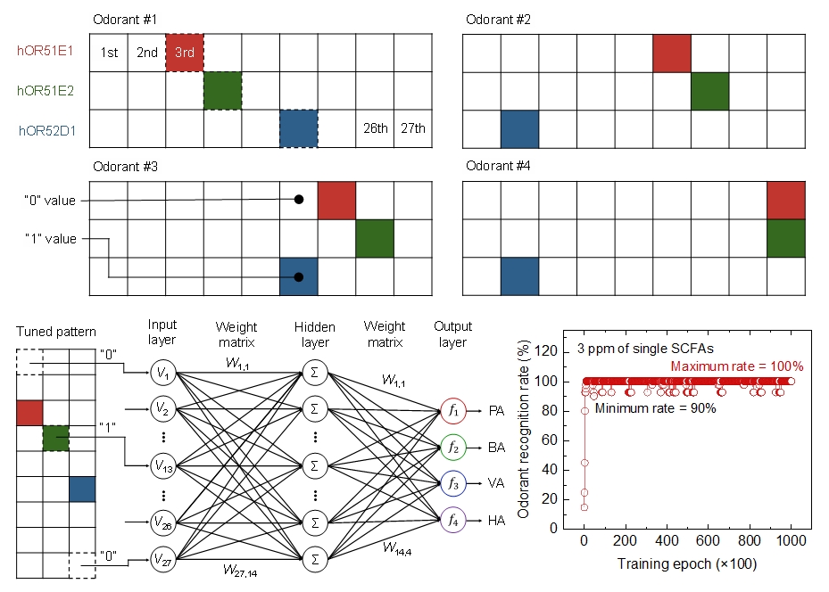 ▲ 그림 4. 냄새별 신호 패턴, 그를 이용한 인공 신경망 학습