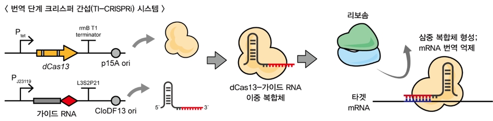 ▲ [그림] 번역 단계 크리스퍼 간섭 시스템의 개념도