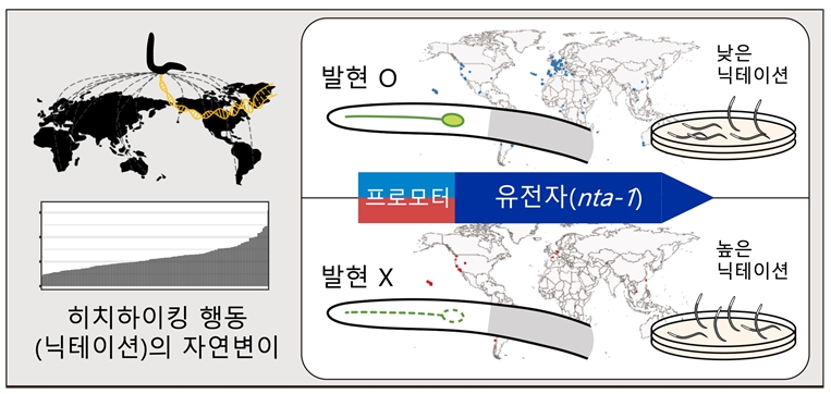 본 연구의 내용을 요약해서 표현한 그림. 왼쪽 부분에서 세계 각지에서 채집된 137가지 예쁜꼬마선충의 닉테이션 빈도의 차이를 확인할 수 있다. 오른쪽 부분에서는 원인이 되는 유전자의 프로모터 서열 변이(파란/빨간 색으로 프로모터 변이를 표시)에 의해 특정 세포에 발현 차이가 나는 것을 보였으며, 각 유형을 가진 예쁜꼬마선충의 세계적인 분포를 확인할 수 있다.