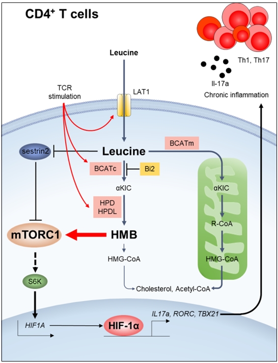 활성화된 사람 CD4 T세포에서 관찰되는 세포질 류신 유입 및 대사기전과 이로 인한 자가면역 Th17 반응 강화 기전