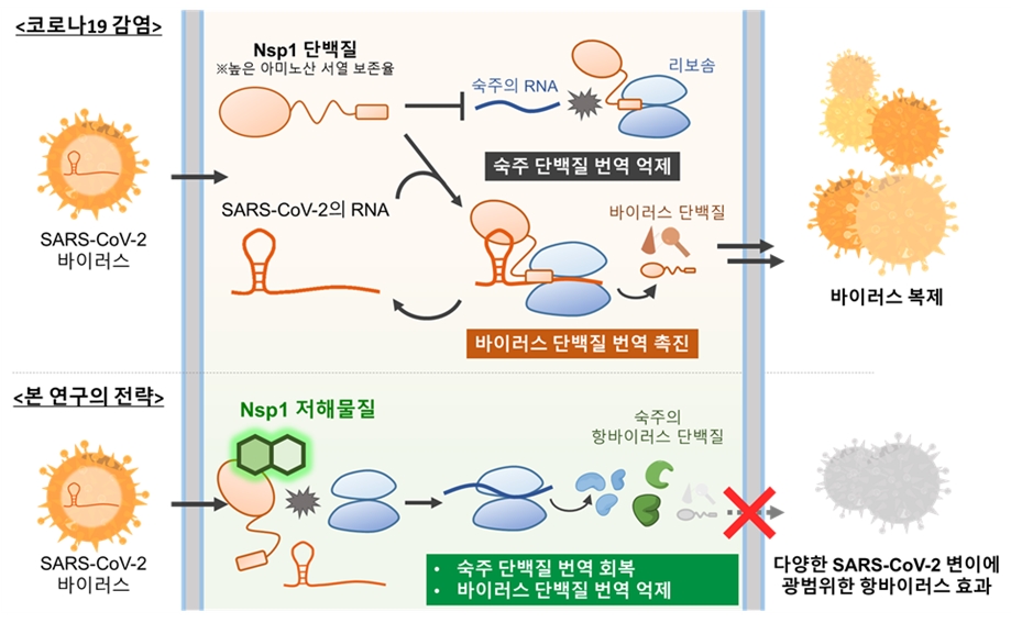 그림 1. 코로나19 감염 시 바이러스 단백질 Nsp1에 의해 조절되는 바이러스 복제와 병원성 및 이를 개선하기 위한 본 연구에서 제안한 전략의 모식도.