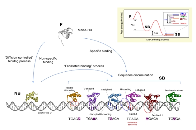 그림 1. 비선택적 결합과 선택적 결합에 기반한 전사 인자의 단백질 서열 인지 과정. 본 연구의 결과에 따르면 전사 인자가 DNA 이중 나선과 결합할 때, 일반적으로 확산 과정을 통해서 DNA와 비선택적으로 결합을 한 후, DNA 나선을 따라서 이동함. 그 후, 표적 DNA 서열을 인지하면서 더 낮은 결합에너지 상태에 도달함.
