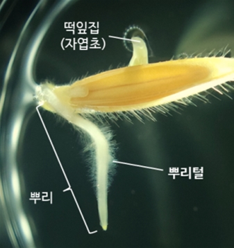 그림 2. 뿌리털의 구조. 뿌리털은 뿌리의 표면적을 넓히기 위해 표피세포로부터 돌출된 구조이다.