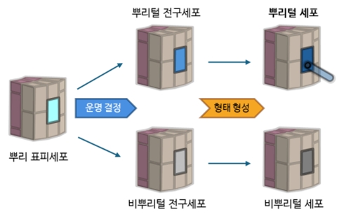 그림 3. 뿌리 표피세포의 분화. 뿌리 표피세포는 운명 결정 과정을 통해 전구세포가 되었다가, 형태 형성 과정을 거쳐 뿌리털 혹은 비뿌리털 세포로 분화한다.