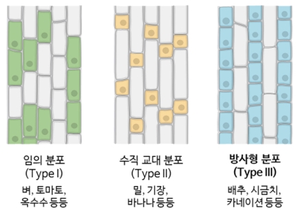 그림 4. 뿌리털 분포의 세 가지 유형. 표면에서 바라본 유형 별 뿌리털 분포. 원형 표시는 뿌리털을 나타낸다.