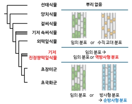 그림 6. 순방사형 분포 vs. 역방사형 분포. 방사형 뿌리털 분포를 보이는 식물의 뿌리 단면 구조. 순방사형에서 두 피층세포에 맞닿아 있는 표피세포가 뿌리털 세포가 되는 것과 달리, 역방사형에서는 하나의 피층세포에 맞닿아 있는 표피세포가 뿌리털 세포가 된다.