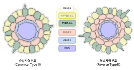 그림 5. 분류군별 뿌리털 분포 유형. 방사형 분포는 독특하게 쌍떡잎식물의 하위 그룹인 초장미군과 초국화군에서만 발견되어왔다. 이번 연구에서는 쌍떡잎식물의 또 다른 하위 그룹인 기저진정쌍떡잎식물군에서 기존의 방사형 분포에 반대되는 역방사형 분포를 발견하였다.