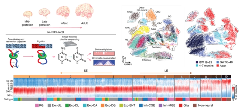snm3C-seq을 통한 인간 뇌 후성유전체 발달 연구 개요와 이를 통해 얻은 세포 유형 및 연령에 따른 분포와 유전체 구조 변화 분석