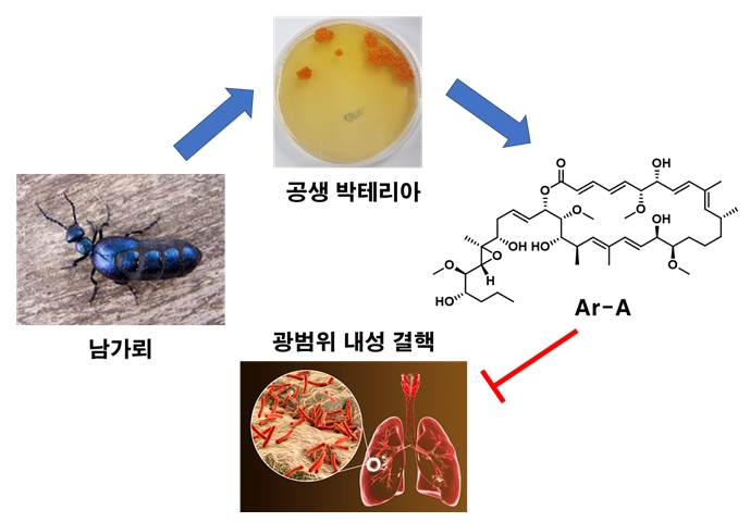 그림 1. 남가뢰 공생 박테리아로부터 광범위 내성 결핵을 제어하는 항결핵제 선도물질 Ar-A를 발굴함.