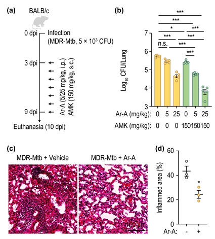 그림 2. 아레티콜라이드 A (Ar-A)와 아미카신 (AMK)의 시너지 효과. (a) 다제내성 결핵 (MDR-Mtb) 감염 마우스 모델에서의 항결핵제 치료요법의 개요 (b) 다제내성 결핵 감염 마우스에서 Ar-A와 AMK 병용 치료시 나타나는 결핵균 감소 효능. (c) Ar-A 투여시 나타내는 다제내성 결핵 감염 마우스에서의 폐병변 감소 효과. (d) 그림 c에서 나타내는 폐염증 소견의 정량적 감소 효과.