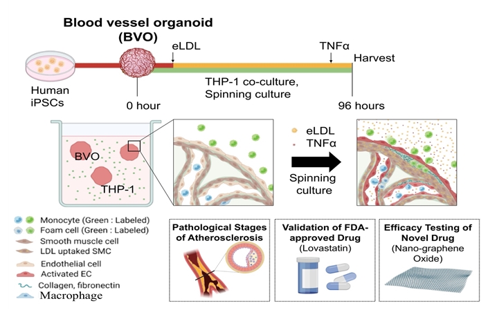 (그림1) 혈관 오가노이드를 이용한 동맥경화증 모델링 및 약물 평가