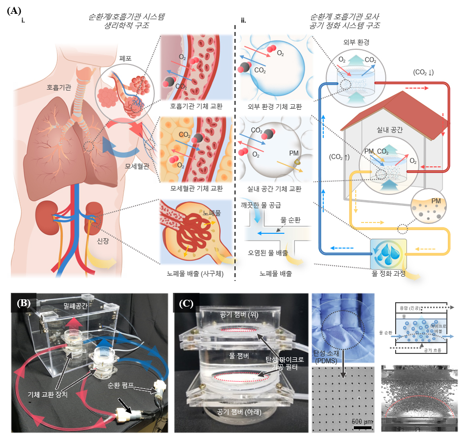 ▲ (그림1) 인체 순환계/호흡기관 모사 공기 정화 시스템의 개념 및 실제 구성 모습