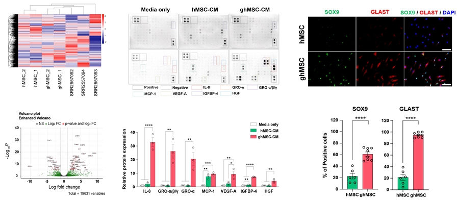 [그림 1. ghMSCs의 전사체학 및 단백질 분석을 통한 특성 확립 및 차등 발현 유전자 발굴]