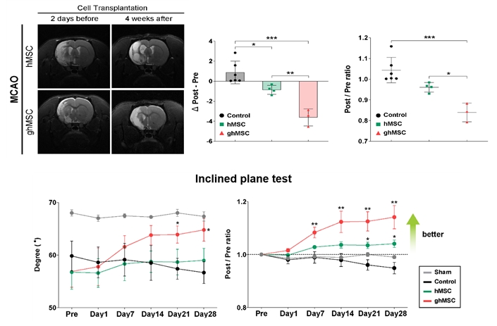 [그림 4. 뇌경색 후유증 동물 모델에서 ghMSC 이식 후 뇌경색 부위 감소(위) 및 신경학적 후유증 완화(아래) 효과]