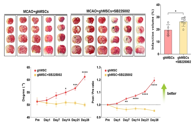 [그림 5. 뇌경색 후유증 동물 모델에서 ghMSC 이식 후 신경가소성 증강 확인 및 관련 기전 규명]