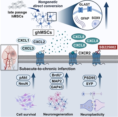 [그림 6. ghMSC의 CXCR2 신호 활성화를 통한 세포 생존, 신경 재생 및 신경가소성 증강 메커니즘]