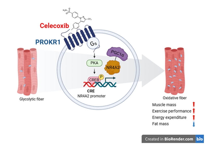 PROKR1 선택적 작용을 통한 셀레콕시브의 근육기능 향상 기전