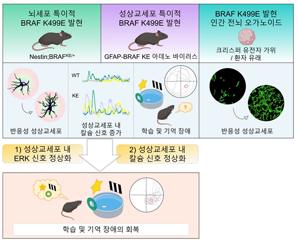 희귀 발달질환인 심장-얼굴-피부 증후군에서 나타나는 인지장애의 성상교세포 기반 메커니즘 규명