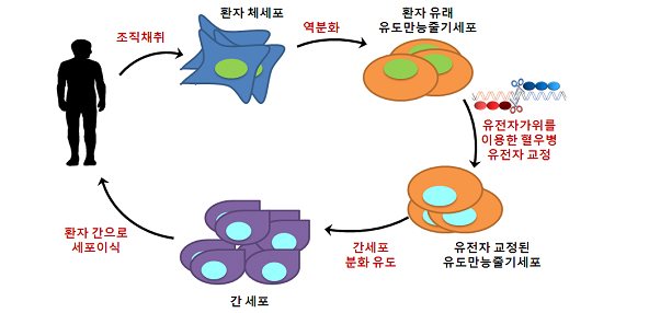 [그림2] 줄기세포와 유전자치료. 환자의 피부세포를 채취하여 역분화시키면 환자 유래 유도만능줄기세포(induced pluripotent stem cell, iPS cell)이 만들어진다. 그러나 이 세포는 환자의 돌연변이를 그대로 가지고 있어 치료제로 활용하기 위해서는 유전자가위 기술을 이용한 유전자 교정이 반드시 필요하다.