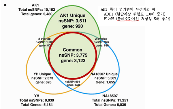 인종에 따른 염기변이 유전자 분포